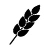Gluten
