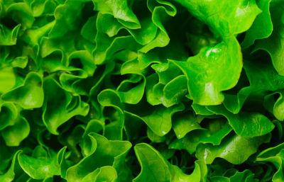 Restauration healthy et végétalisme